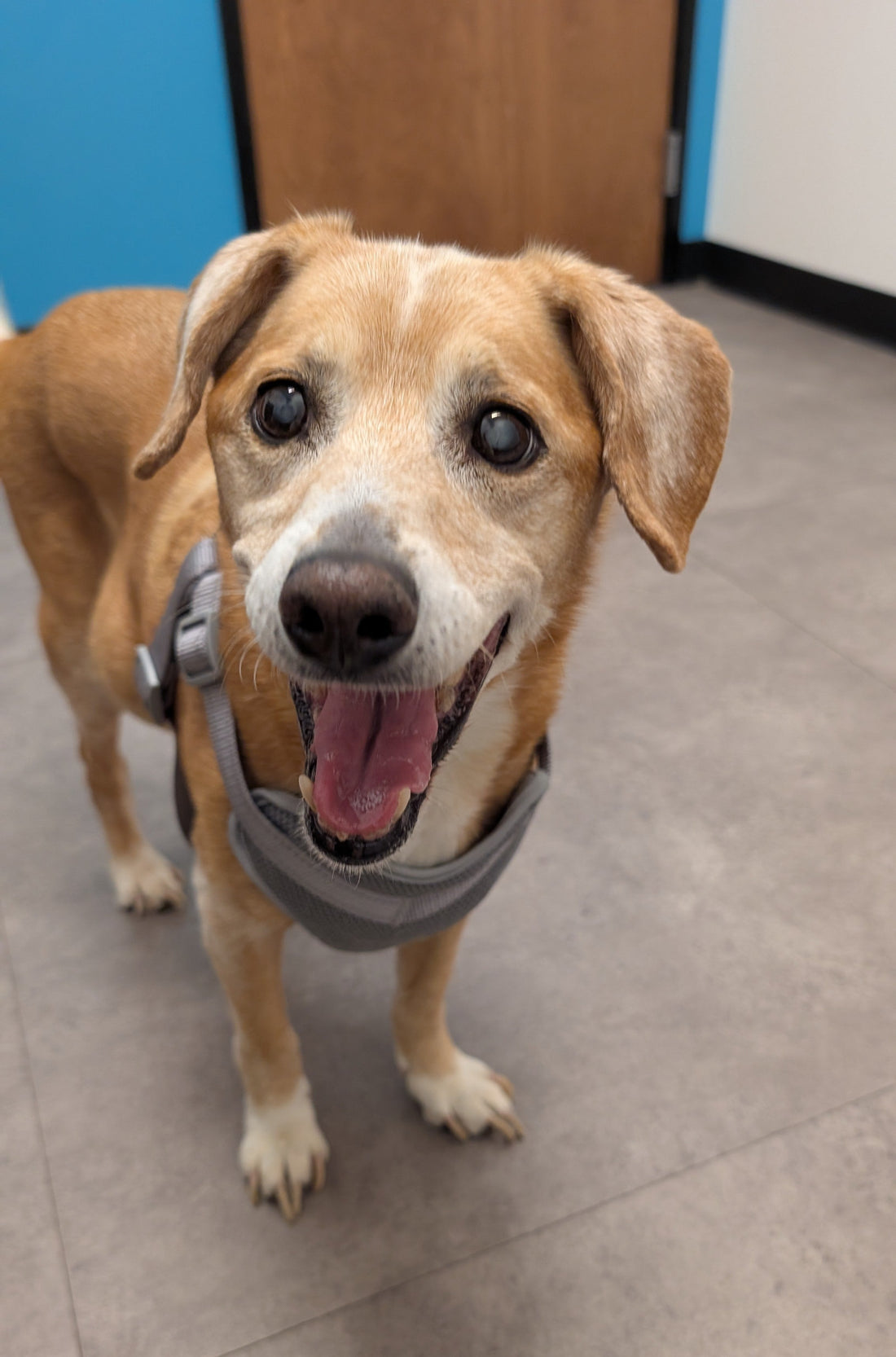 Benny, our senior Beagle