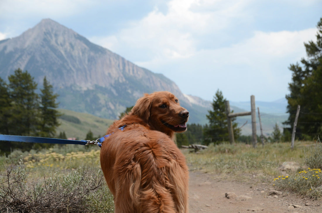 Golden retriever on a grassy mountain hiking trail