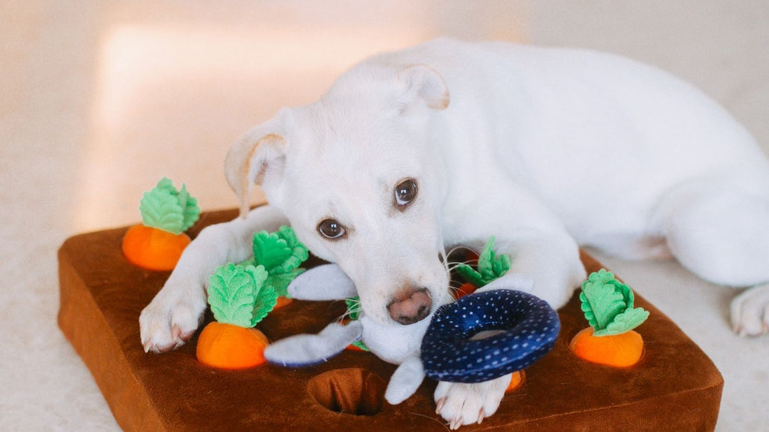 Small dog relaxing with colorful enrichment toys