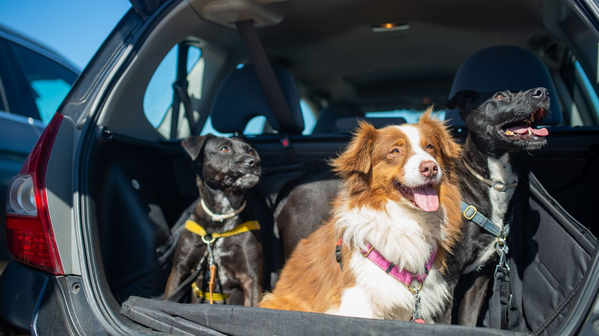 Three dogs sitting in the open back of a car ready for a trip