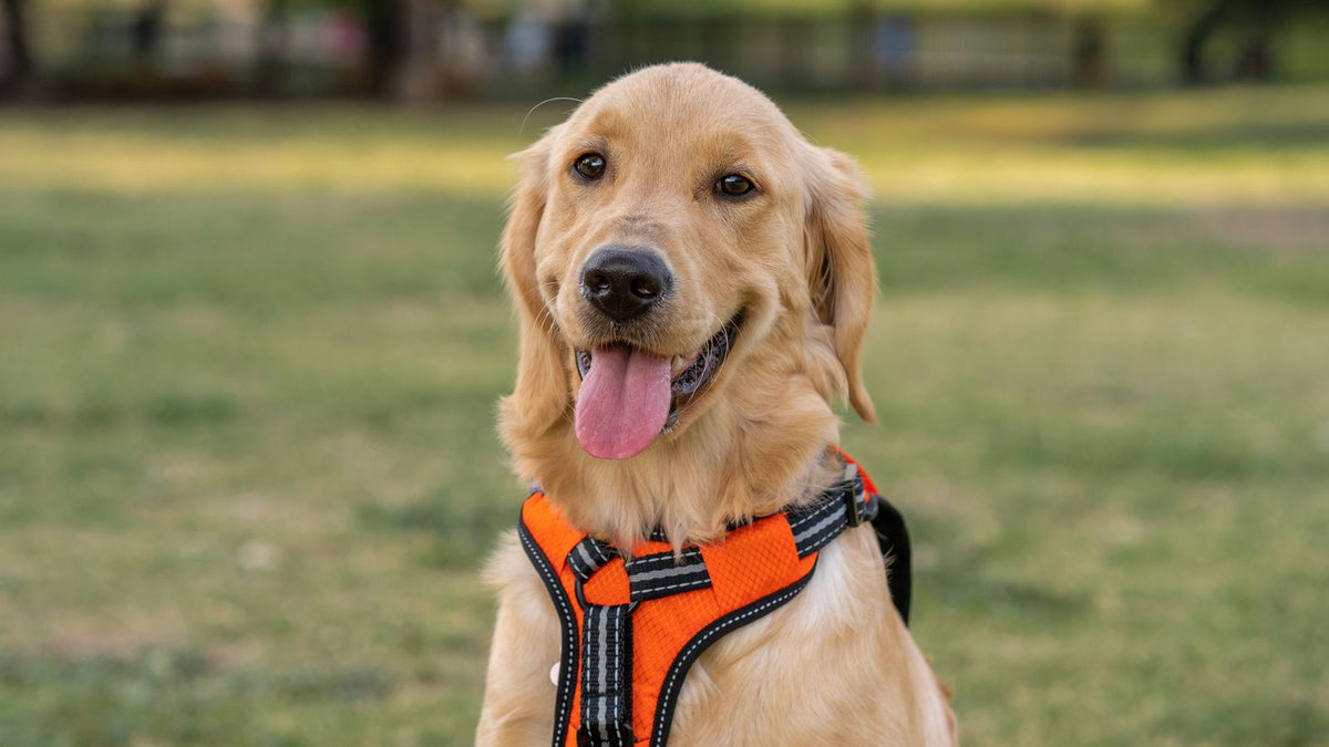Golden retriever wearing a harness in a sunny park