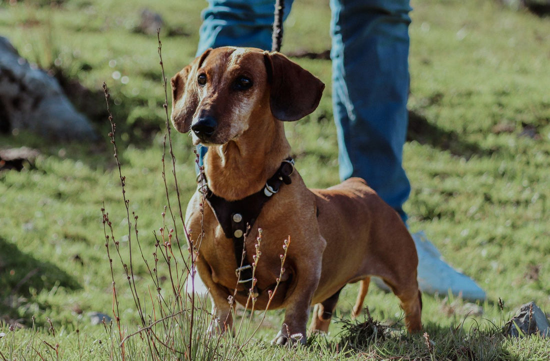 Dachshund wearing a harness walking through a grassy field