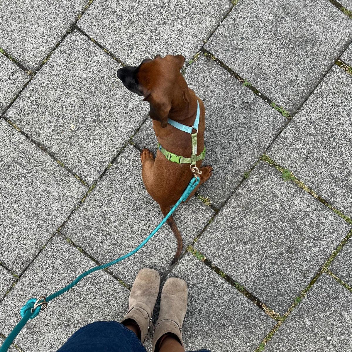 Blue and Green Dog Harness