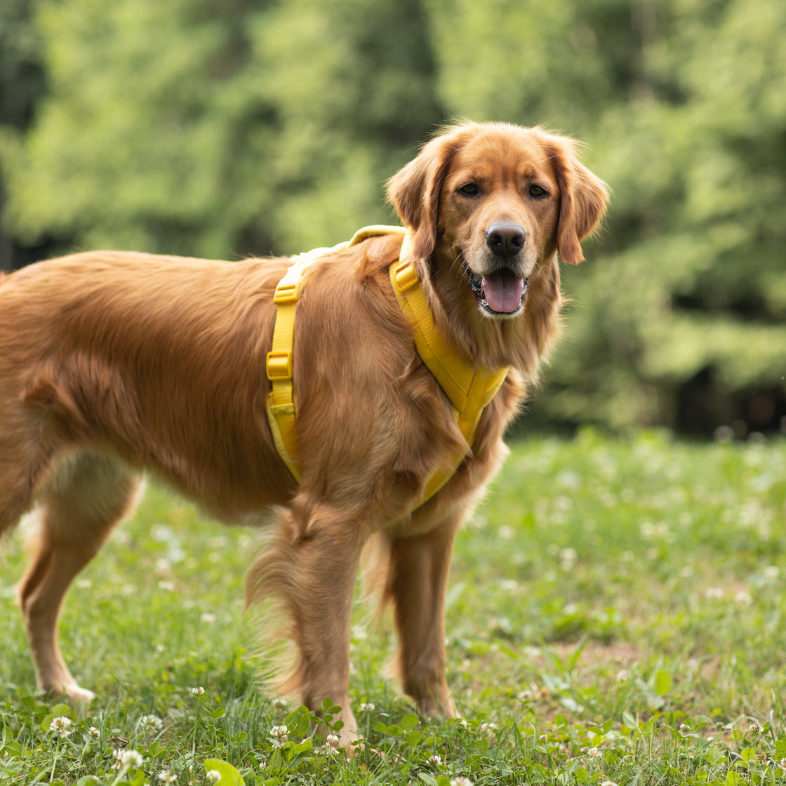 Yellow Velvet Dog Harness