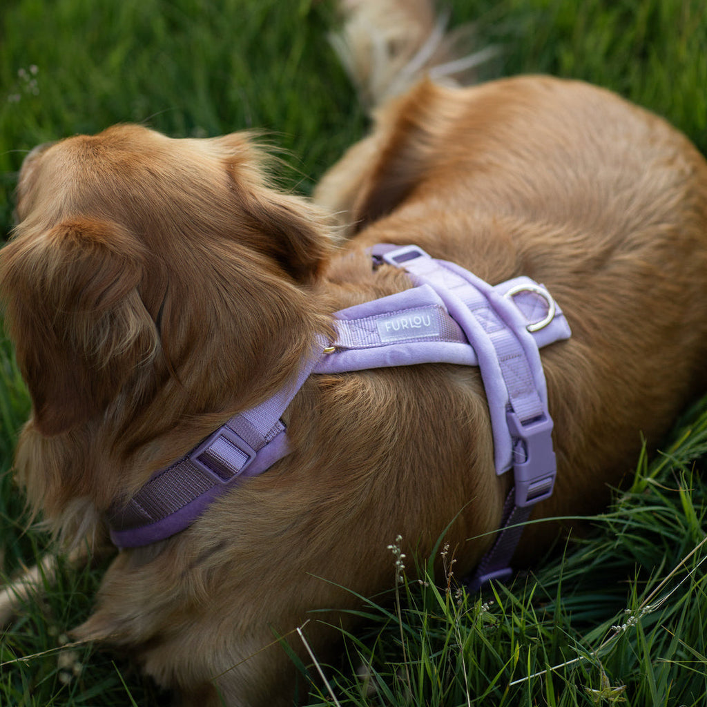 Lilac Velvet Dog Harness