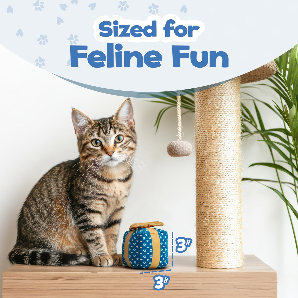 Gift Box Catnip Cat Toy