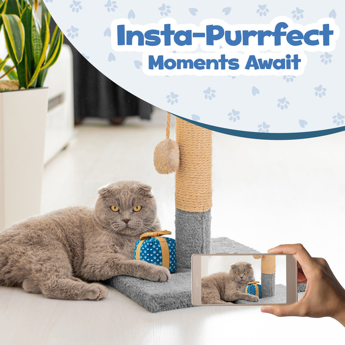 Gift Box Catnip Cat Toy