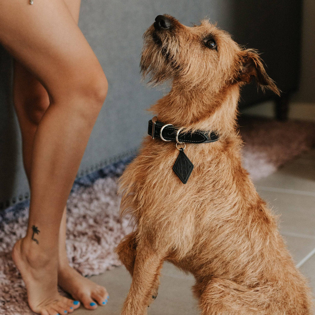 Full-Grain Leather Dog Collar