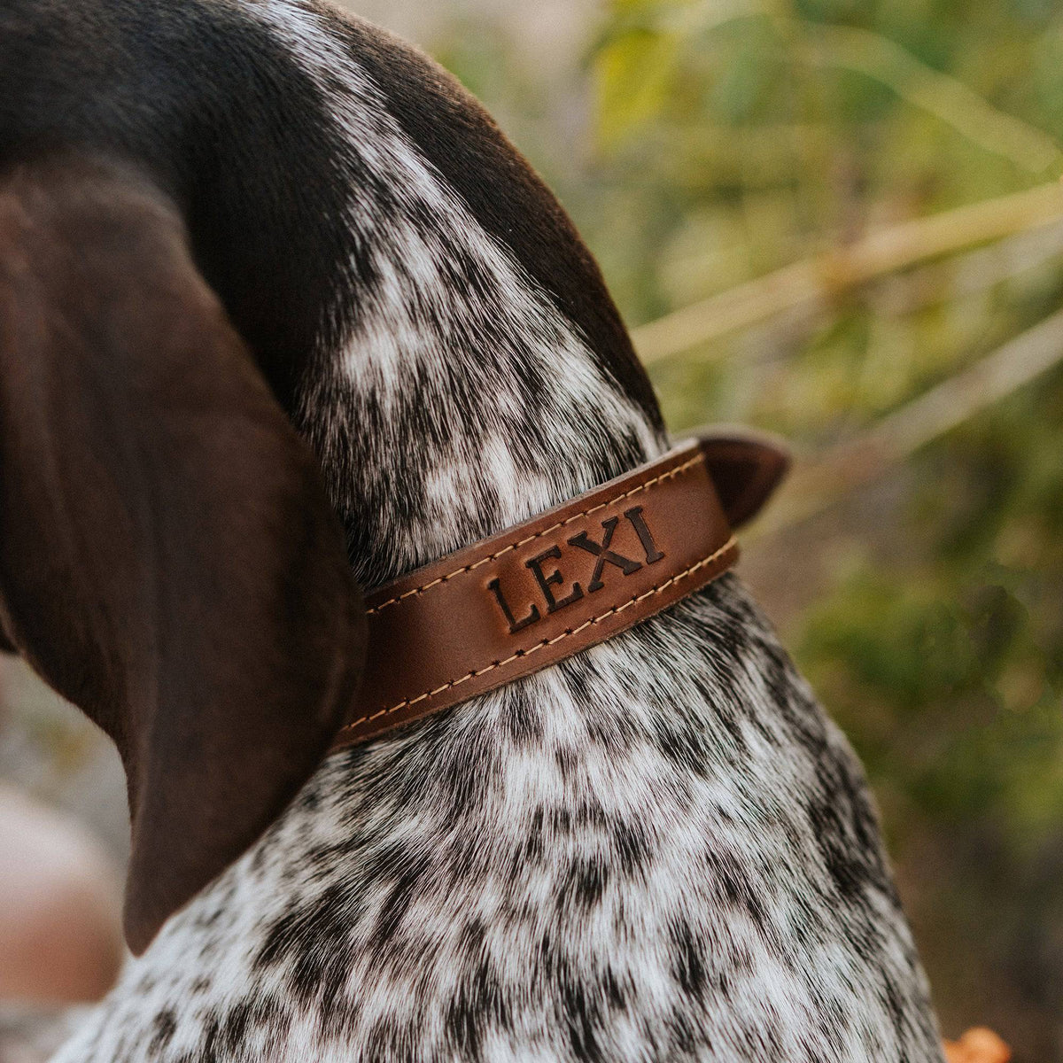 Full-Grain Leather Dog Collar