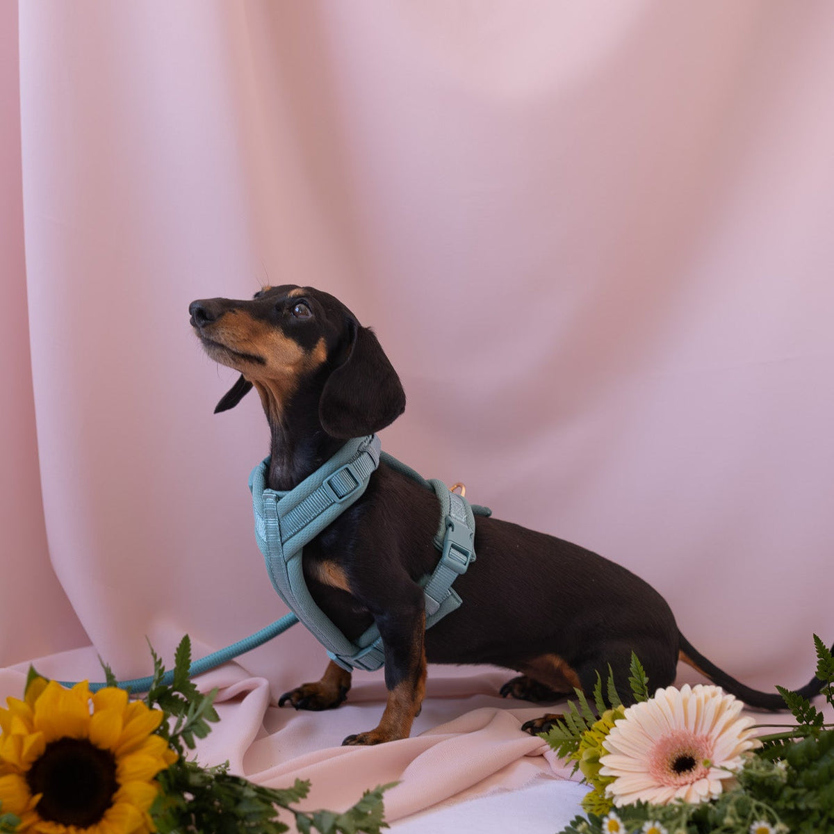 Blue Comfort Dog Harness