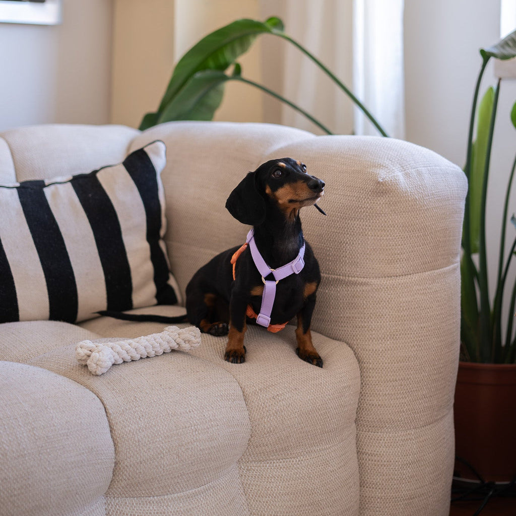 Lavender and Terracotta Dog Harness