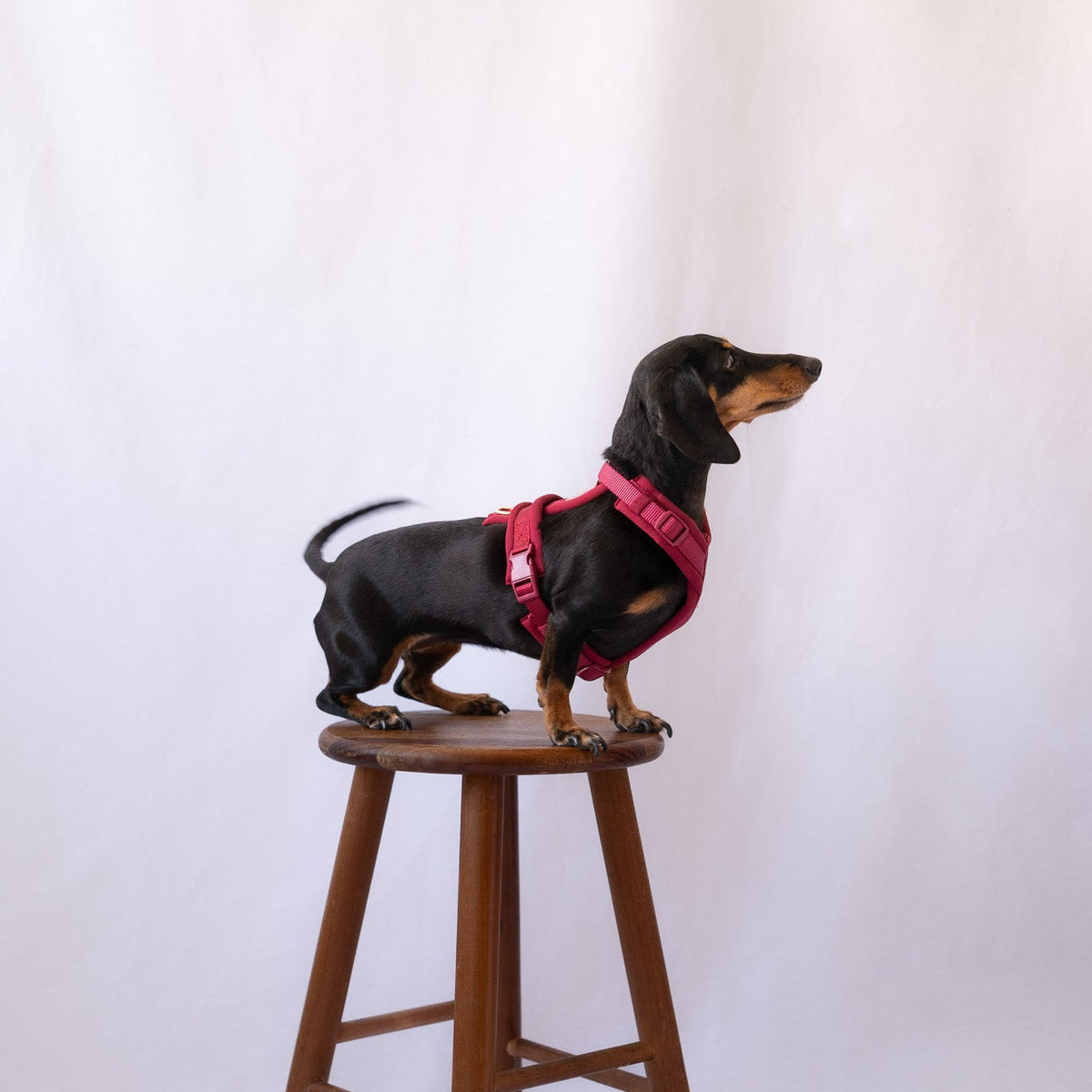 Bordeaux Comfort Dog Harness