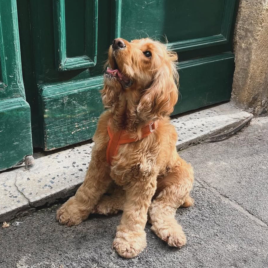 Terracotta Comfort Dog Harness