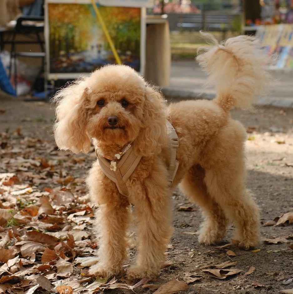 Tan Comfort Dog Harness