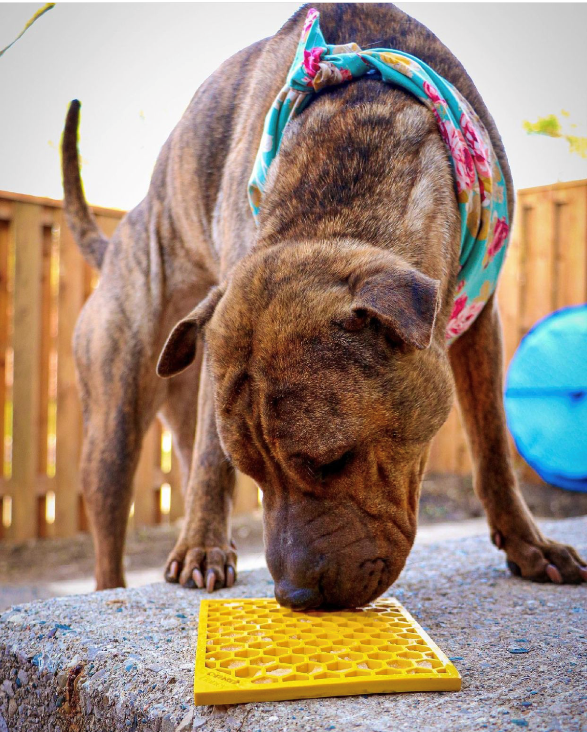 Honeycomb Enrichment Lick Mat