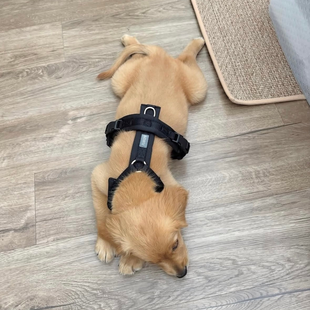Black Comfort Dog Harness