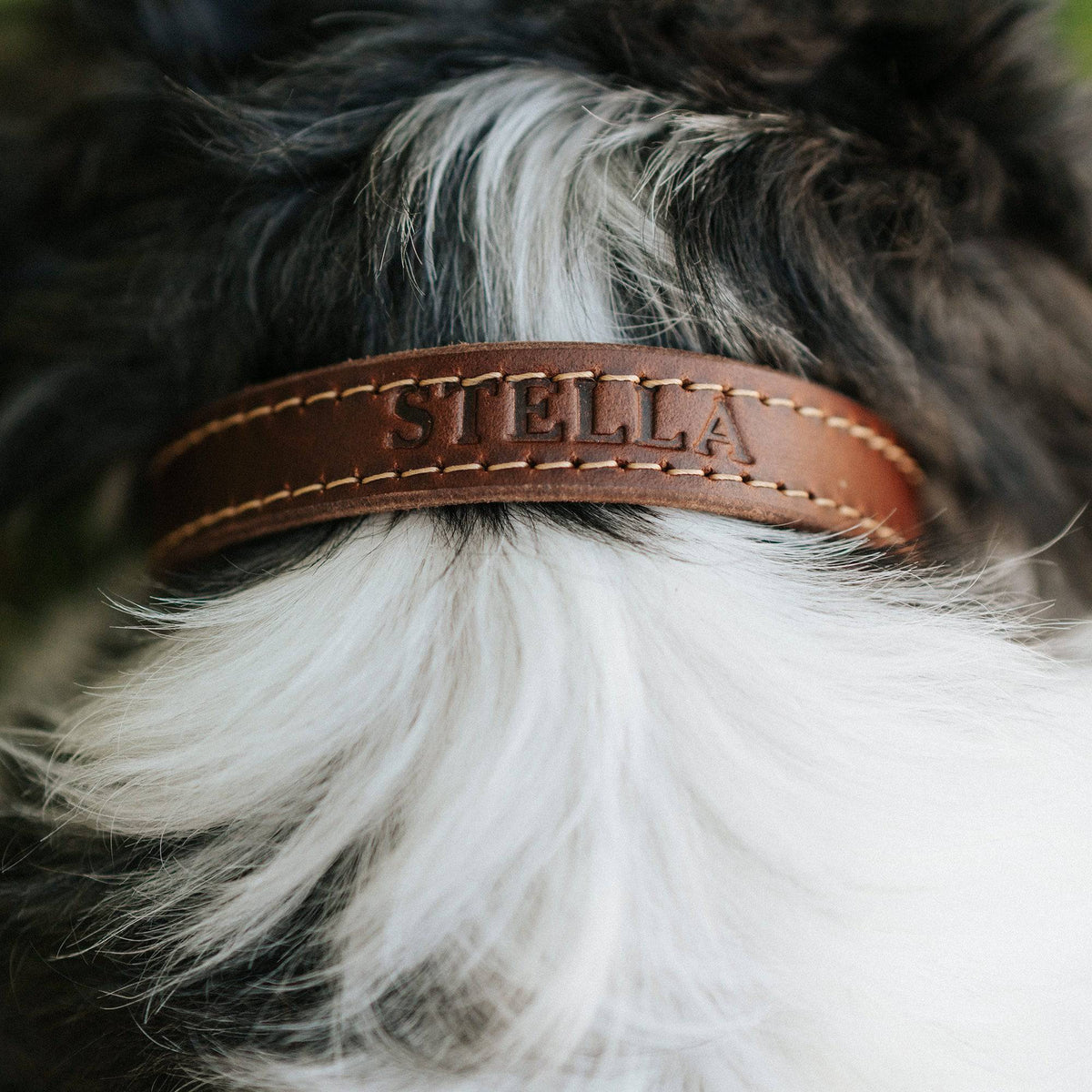 Full-Grain Leather Dog Collar