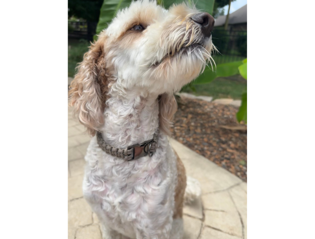 Tan Cobra Braid Dog Collar
