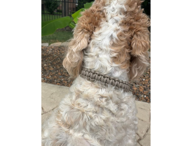 Tan Cobra Braid Dog Collar