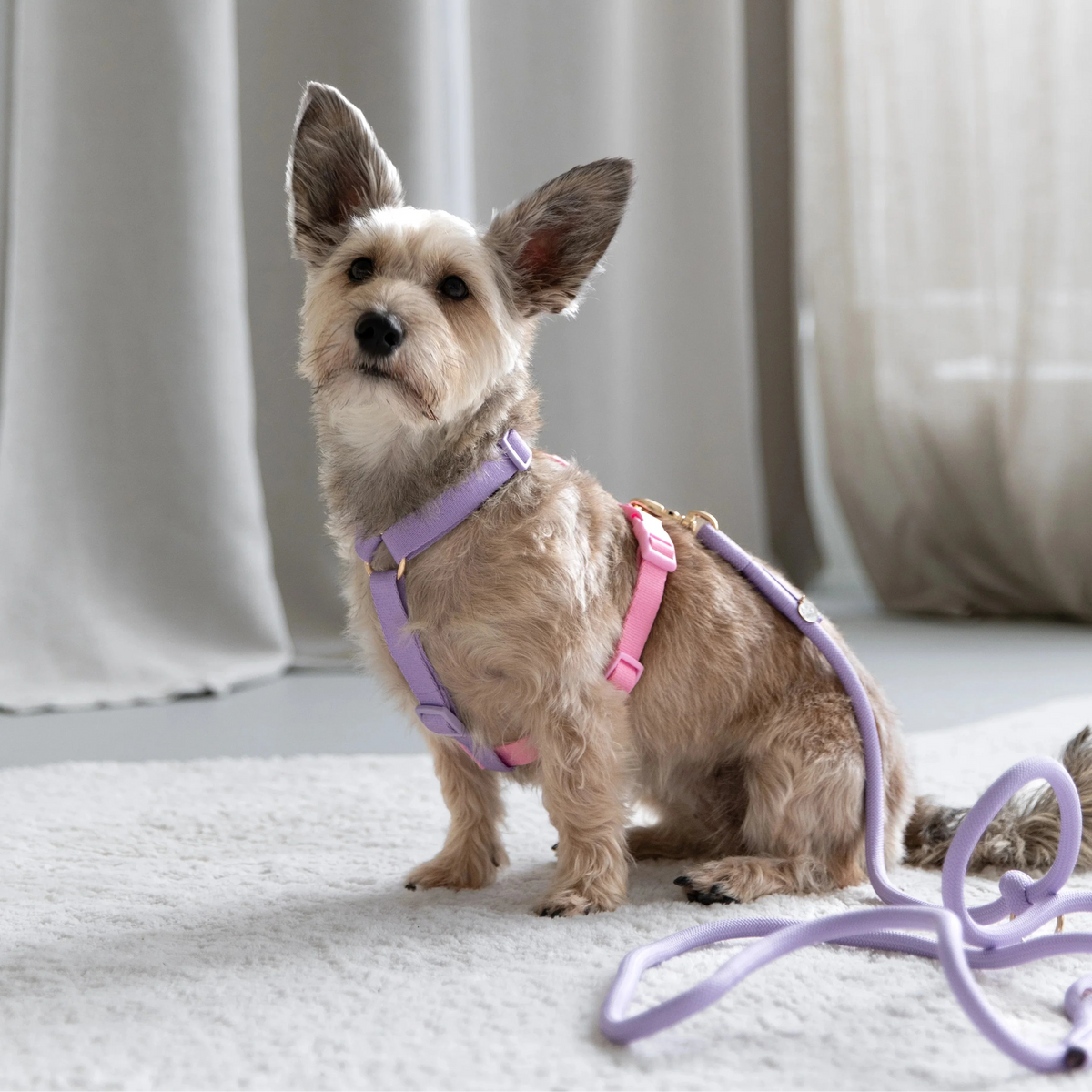 Lavender & Pink Adjustable Dog Harness