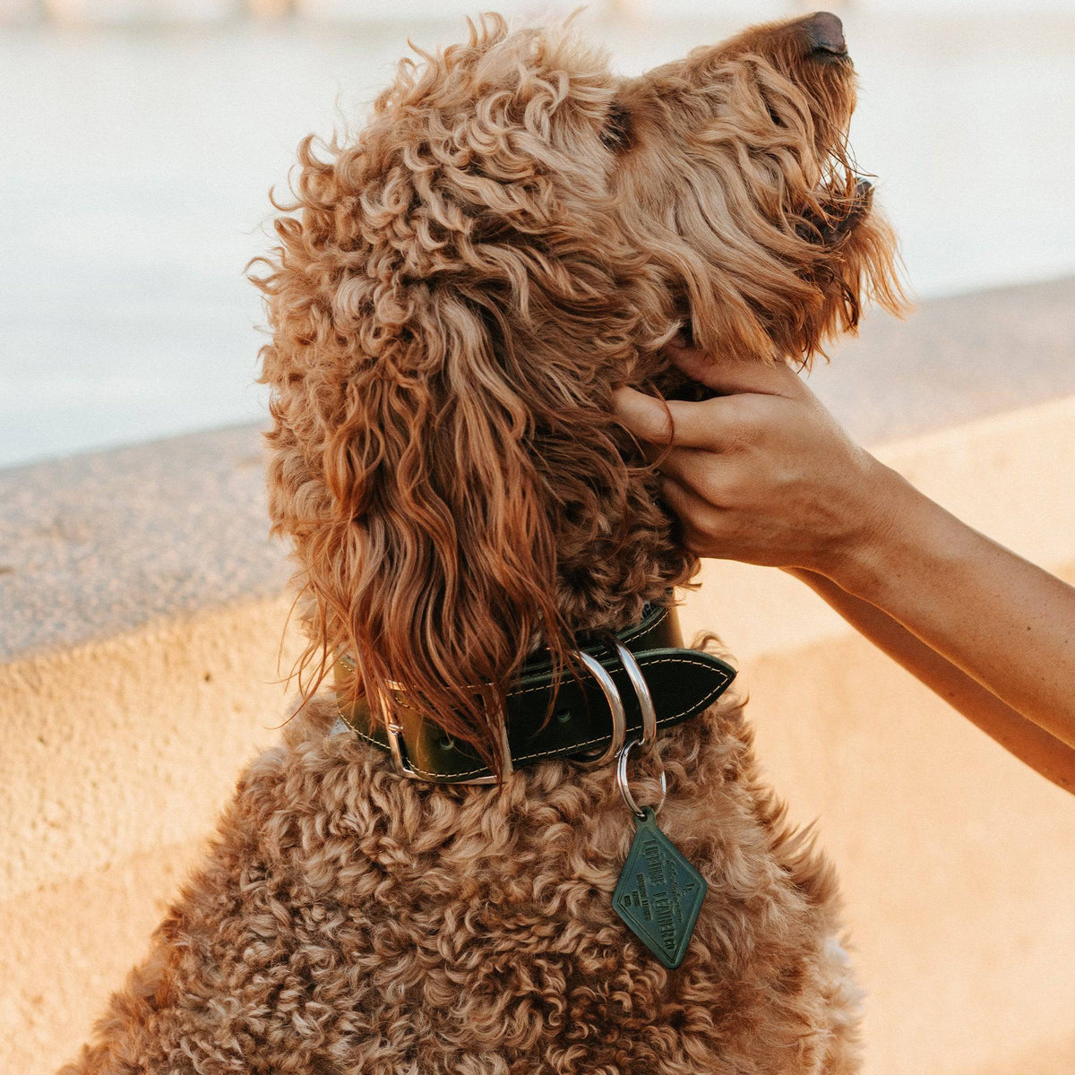 Full-Grain Leather Dog Collar