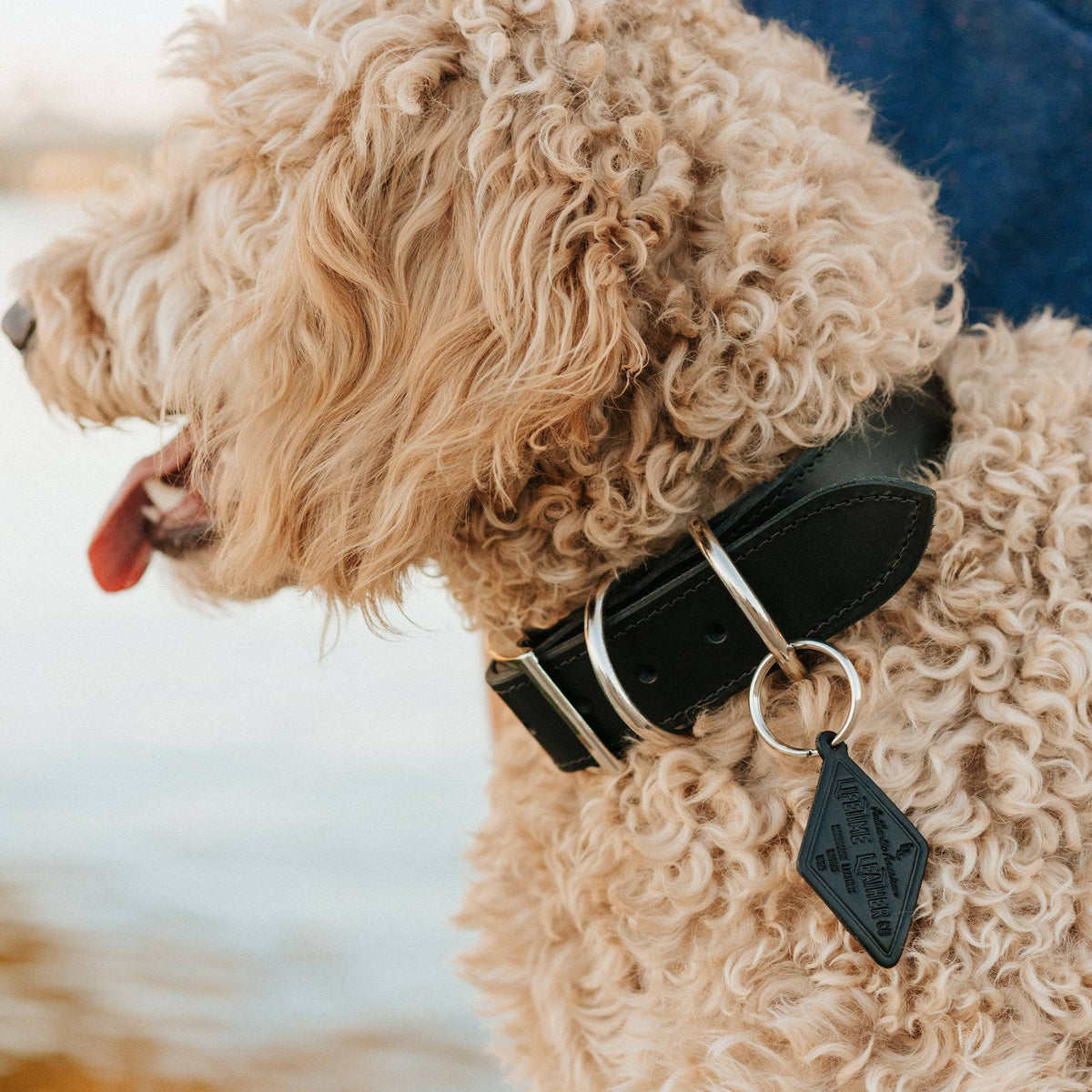 Full-Grain Leather Dog Collar