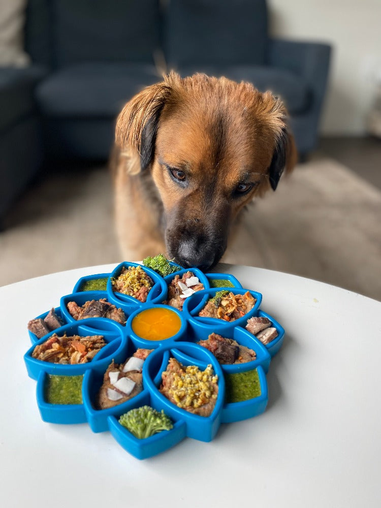 Mandala eTray Shallow Slow Feeder Dog Bowl for Enrichment | USA Made