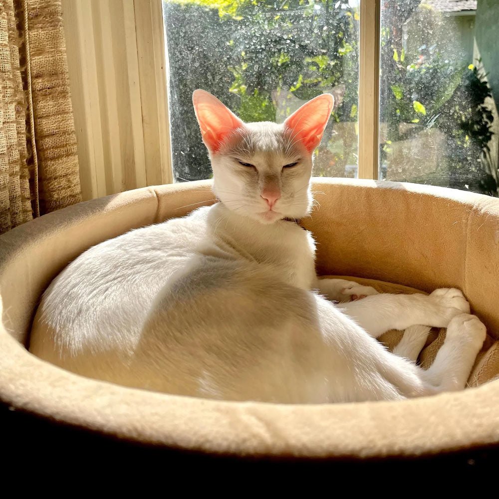 Thermo-Kitty Heated Cat Bed