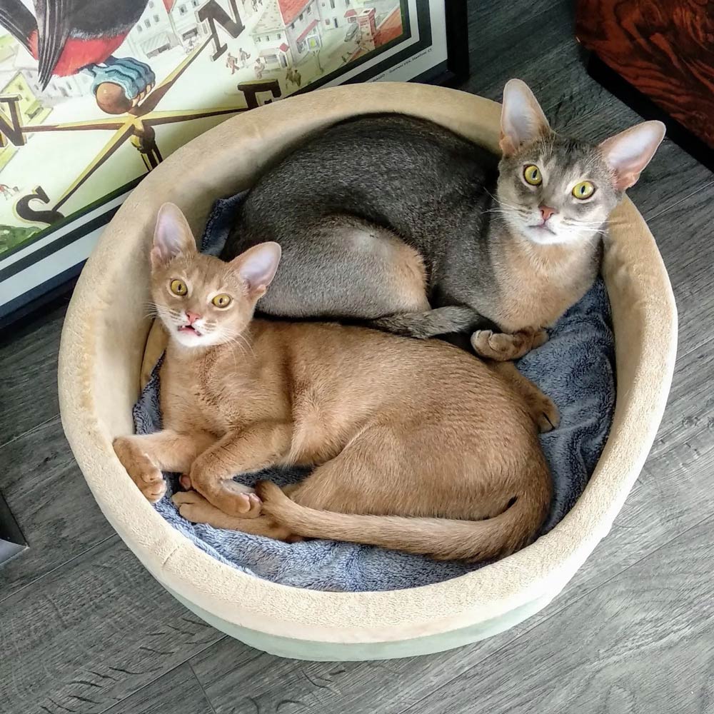 Thermo-Kitty Heated Cat Bed