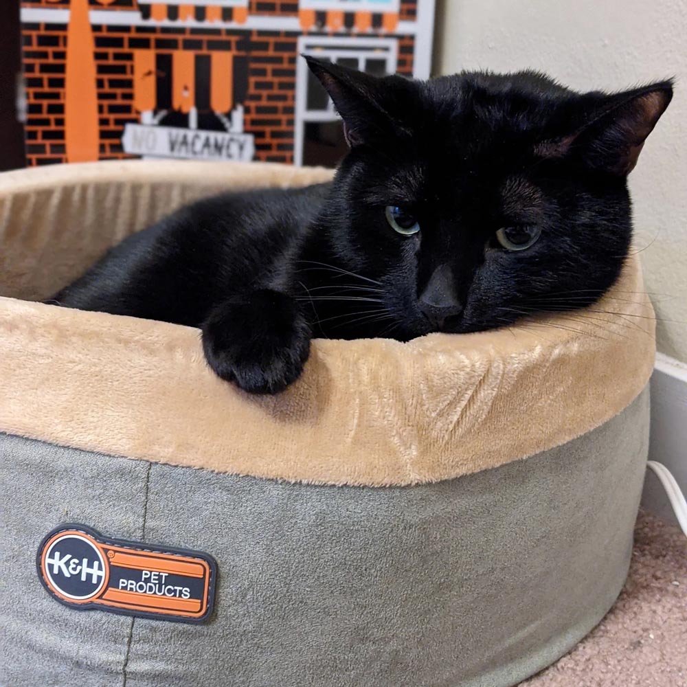 Thermo-Kitty Heated Cat Bed