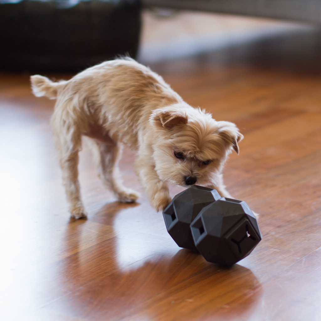 The Odin Treat Dispensing Toy For Dogs