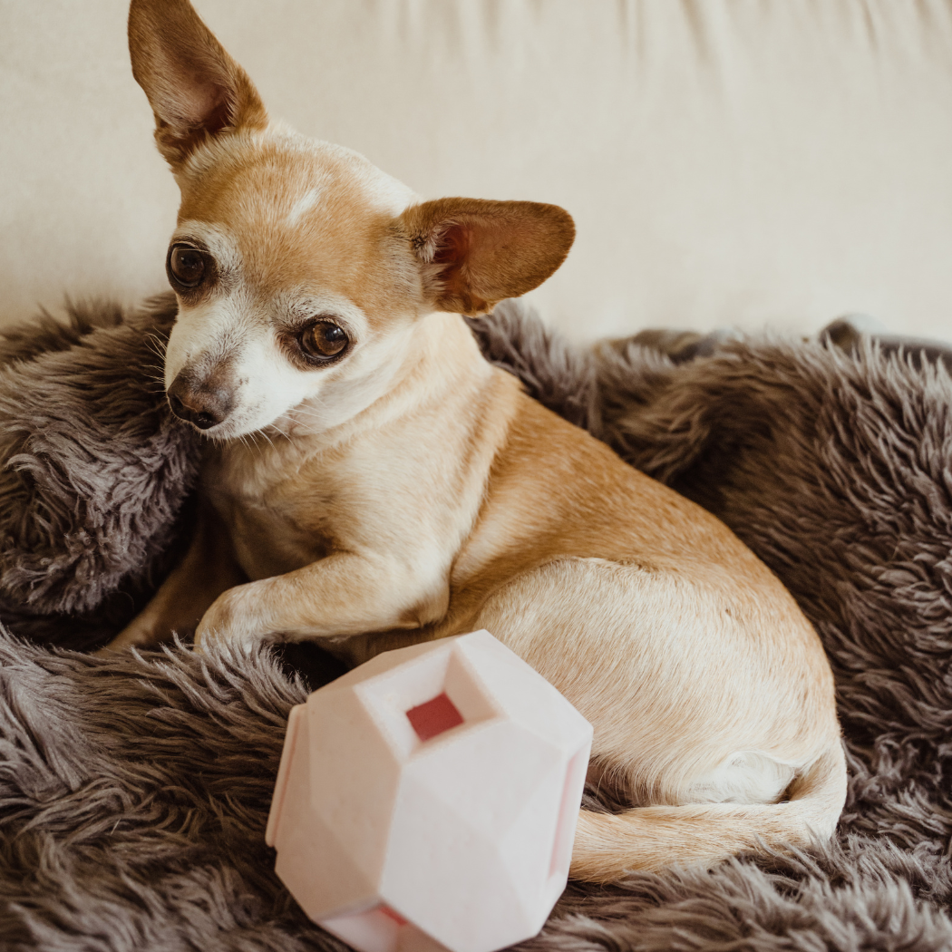 The Odin Treat Dispensing Toy For Dogs