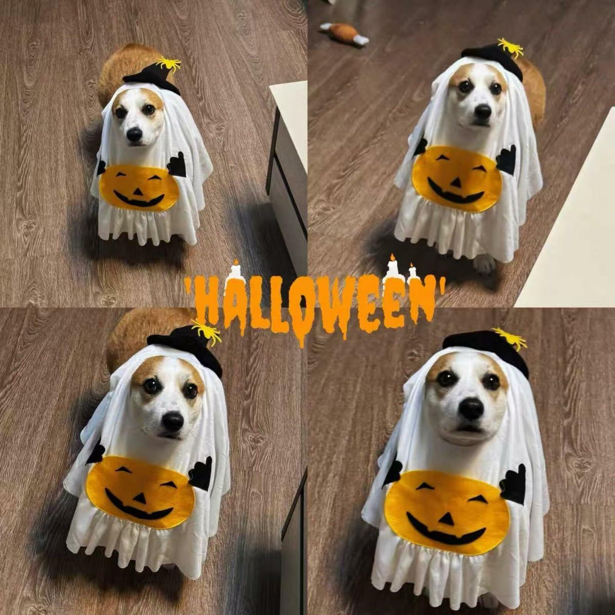Pumpkin Ghost Pet Costume